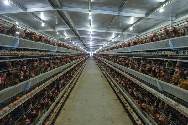 Garis Produksi Konveyor Produksi Multi Level Dari Telur Ayam Dari — Stok Foto