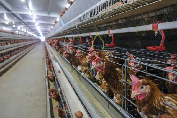 Línea Producción Multinivel Línea Producción Transportadora Huevos Gallina Una Granja — Foto de Stock