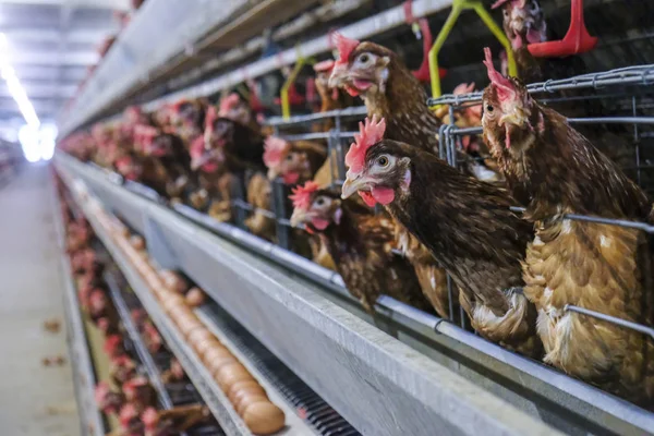 Multilevel production line conveyor production line of chicken eggs of a poultry farm, Layer Farm housing, Agriculture technological equipment. Limited depth of field. (Blur some of chicken)