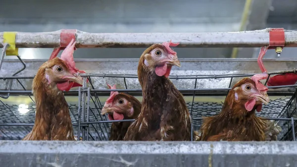 Línea Producción Multinivel Línea Producción Transportadora Huevos Gallina Una Granja — Foto de Stock