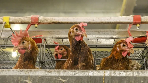 多层次产线输送机生产的鸡卵家禽养殖场 蛋鸡住宅 农用技术装备 有限的景深 模糊一些鸡肉 — 图库照片