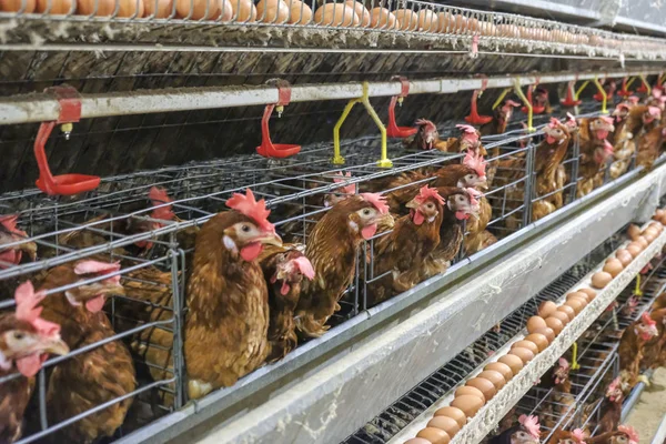 Multilevel production line conveyor production line of chicken eggs of a poultry farm, Layer Farm housing, Agriculture technological equipment. Limited depth of field. (Blur some of chicken)