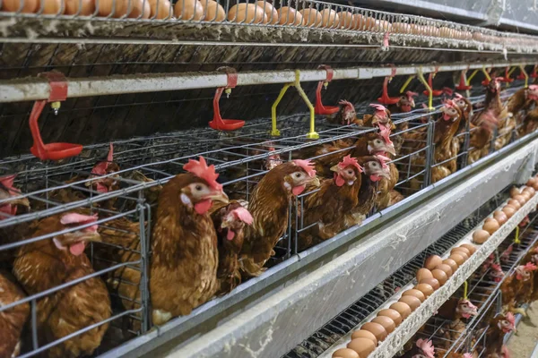 Víceúrovňové Výrobní Linky Dopravníku Výrobní Linka Kuřecích Vajec Drůbeže Farmě — Stock fotografie