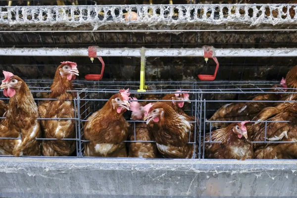 Multilevel production line conveyor production line of chicken eggs of a poultry farm, Layer Farm housing, Agriculture technological equipment. Limited depth of field. (Blur some of chicken)