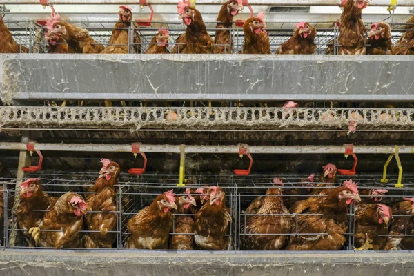 Víceúrovňové Výrobní Linky Dopravníku Výrobní Linka Kuřecích Vajec Drůbeže Farmě — Stock fotografie