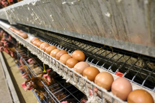 Línea Producción Multinivel Línea Producción Transportadora Huevos Gallina Una Granja — Foto de Stock