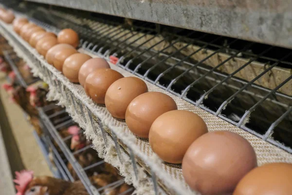 多层次生产线输送生产线的鸡卵家禽养殖场 蛋鸡养殖场 农业技术装备 场地深度有限 — 图库照片