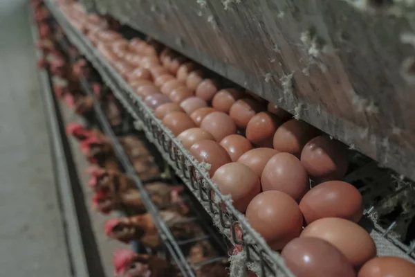 Linha Produção Multinível Linha Produção Transportadora Ovos Galinha Uma Granja — Fotografia de Stock