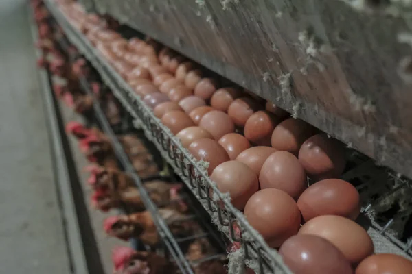 Çok düzeyli üretim hattı konveyör tavuk yumurtası tavuk çiftliği, katman çiftlik konut, tarım teknolojik ekipman üretim hattı. Sınırlı alan derinliği.