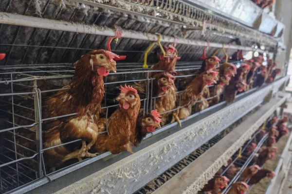 Πολυεπίπεδη Γραμμή Παραγωγής Γραμμή Παραγωγής Μεταφορικών Αυγά Κότας Πτηνοτροφείο Στέγαση — Φωτογραφία Αρχείου