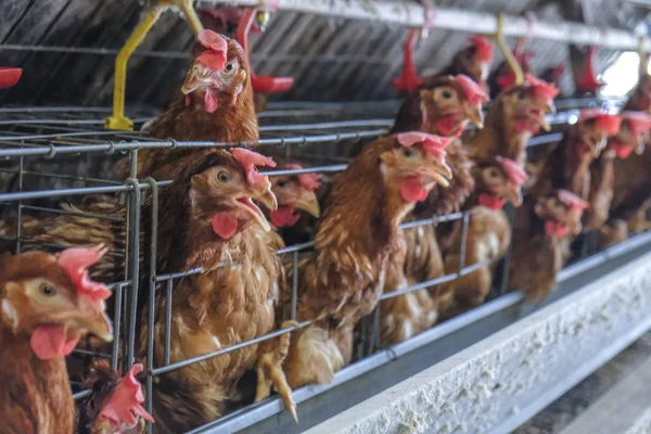 多层次生产线输送生产线的鸡卵家禽养殖场 蛋鸡养殖场 农业技术装备 场地深度有限 — 图库照片
