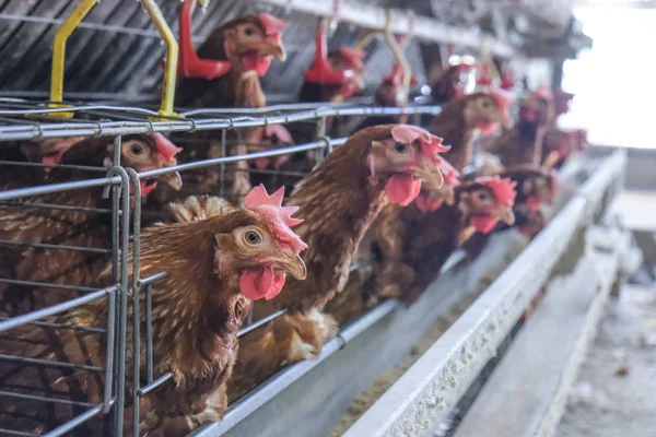 Línea Producción Multinivel Línea Producción Transportadora Huevos Gallina Una Granja — Foto de Stock