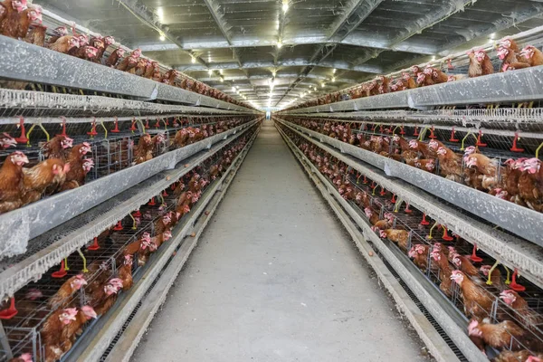 Línea Producción Multinivel Línea Producción Transportadora Huevos Gallina Una Granja — Foto de Stock