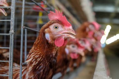 Tavuk çok düzeyli üretim hattı konveyör üretim hattı ile tavuk yumurtası tavuk çiftliği, katman çiftlik konut, tarım teknolojik ekipman fabrika katman. Sınırlı alan derinliği.