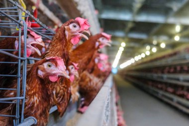 Tavuk çok düzeyli üretim hattı konveyör üretim hattı ile tavuk yumurtası tavuk çiftliği, katman çiftlik konut, tarım teknolojik ekipman fabrika katman. Sınırlı alan derinliği.