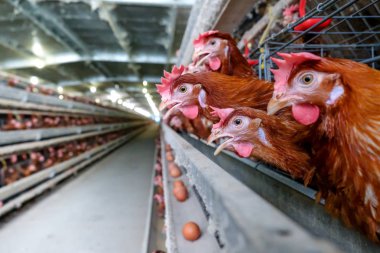Tavuk çok düzeyli üretim hattı konveyör üretim hattı ile tavuk yumurtası tavuk çiftliği, katman çiftlik konut, tarım teknolojik ekipman fabrika katman. Sınırlı alan derinliği.
