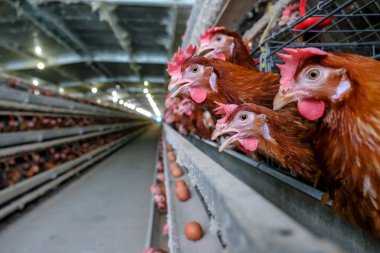 Tavuk çok düzeyli üretim hattı konveyör üretim hattı ile tavuk yumurtası tavuk çiftliği, katman çiftlik konut, tarım teknolojik ekipman fabrika katman. Sınırlı alan derinliği.