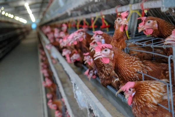 Layer Chickens with Multilevel production line conveyor production line of chicken eggs of a poultry farm, Layer Farm housing, Agriculture technological equipment factory. Limited depth of field.