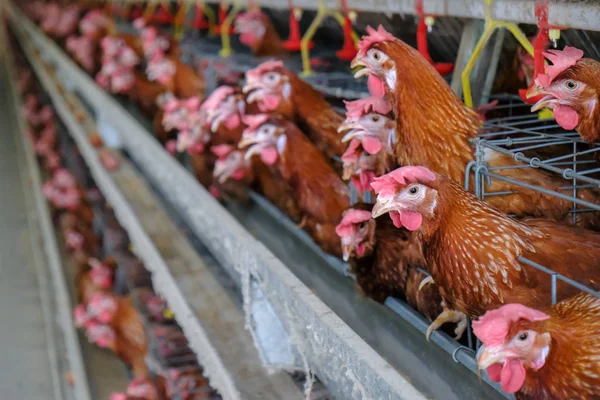 Layer Chickens with Multilevel production line conveyor production line of chicken eggs of a poultry farm, Layer Farm housing, Agriculture technological equipment factory. Limited depth of field.