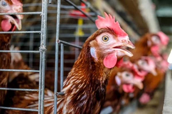 Layer Chickens Dengan Lini Produksi Multilevel Menghasilkan Telur Ayam Dari — Stok Foto