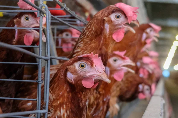 Pollos Capa Con Línea Producción Multinivel Línea Producción Transportadora Huevos —  Fotos de Stock