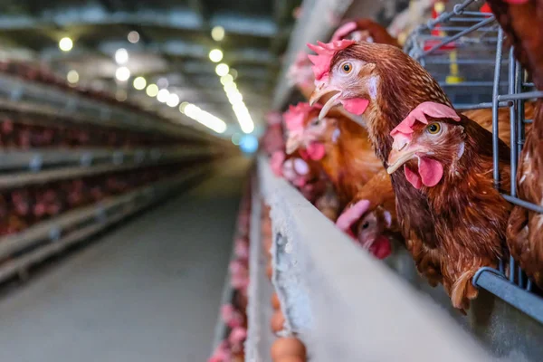 蛋鸡鸡用多级生产线输送机生产的鸡卵家禽养殖场 蛋鸡农场 农业技术装备厂 有限景深 — 图库照片
