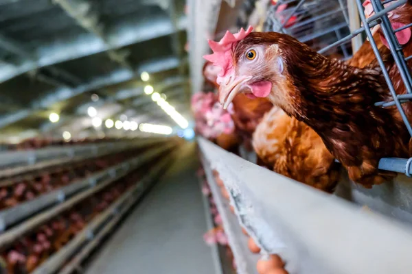 Pollos Capa Con Línea Producción Multinivel Línea Producción Transportadora Huevos — Foto de Stock