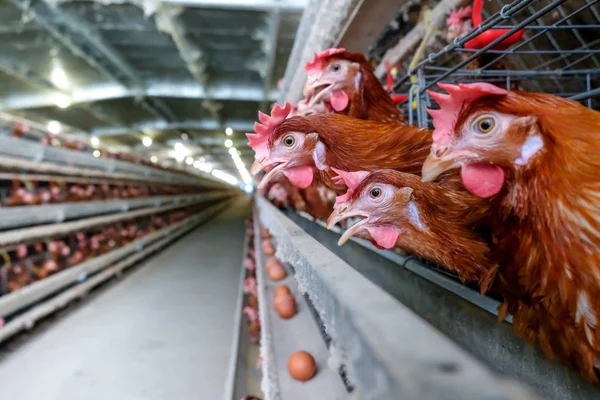 Pollos Capa Con Línea Producción Multinivel Línea Producción Transportadora Huevos — Foto de Stock