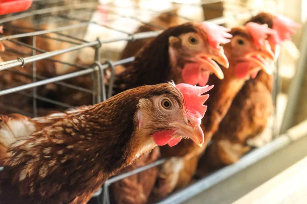 Schichthühner Mit Mehrstöckiger Produktionslinie Für Hühnereier Einer Geflügelfarm Schichthühnerstall Fabrik — Stockfoto