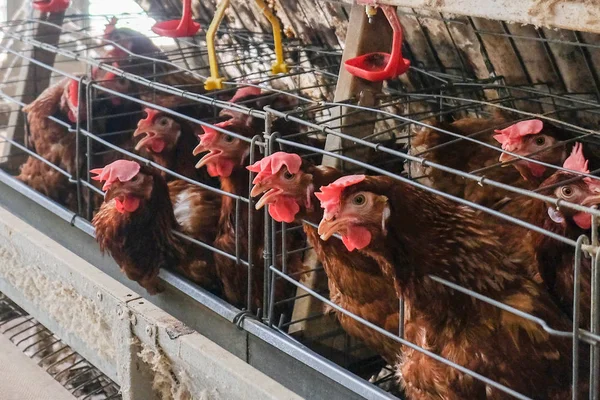 Layer Chickens with Multilevel production line conveyor production line of chicken eggs of a poultry farm, Layer Farm housing, Agriculture technological equipment factory. Limited depth of field.