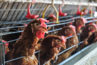 Tavuk çok düzeyli üretim hattı konveyör üretim hattı ile tavuk yumurtası tavuk çiftliği, katman çiftlik konut, tarım teknolojik ekipman fabrika katman. Sınırlı alan derinliği.