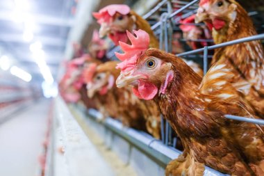 Tavuk çok düzeyli üretim hattı konveyör üretim hattı ile tavuk yumurtası tavuk çiftliği, katman çiftlik konut, tarım teknolojik ekipman fabrika katman. Sınırlı alan derinliği.