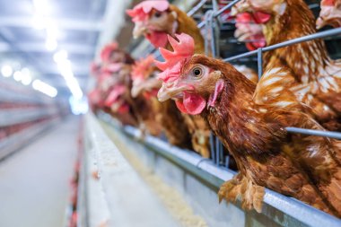 Tavuk çok düzeyli üretim hattı konveyör üretim hattı ile tavuk yumurtası tavuk çiftliği, katman çiftlik konut, tarım teknolojik ekipman fabrika katman. Sınırlı alan derinliği.