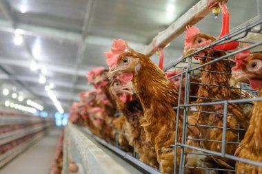 Tavuk çok düzeyli üretim hattı konveyör üretim hattı ile tavuk yumurtası tavuk çiftliği, katman çiftlik konut, tarım teknolojik ekipman fabrika katman. Sınırlı alan derinliği.