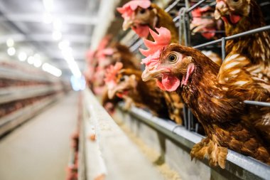 Tavuk çok düzeyli üretim hattı konveyör üretim hattı ile tavuk yumurtası tavuk çiftliği, katman çiftlik konut, tarım teknolojik ekipman fabrika katman. Sınırlı alan derinliği.