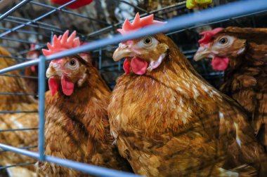 Tavuk çok düzeyli üretim hattı konveyör üretim hattı ile tavuk yumurtası tavuk çiftliği, katman çiftlik konut, tarım teknolojik ekipman fabrika katman. Sınırlı alan derinliği.