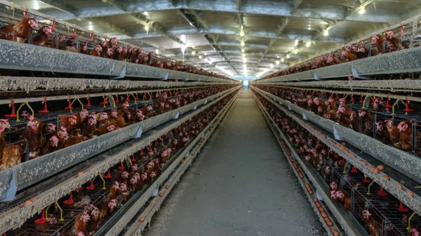 Pollos Capa Con Línea Producción Multinivel Línea Producción Transportadora Huevos — Foto de Stock