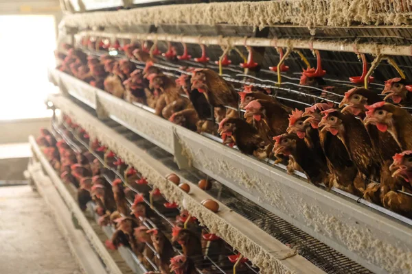 Tavuk çok düzeyli üretim hattı konveyör üretim hattı ile tavuk yumurtası tavuk çiftliği, katman çiftlik konut, tarım teknolojik ekipman fabrika katman. Sınırlı alan derinliği.