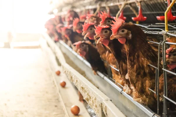 Layer Chickens with Multilevel production line conveyor production line of chicken eggs of a poultry farm, Layer Farm housing, Agriculture technological equipment factory. Limited depth of field.