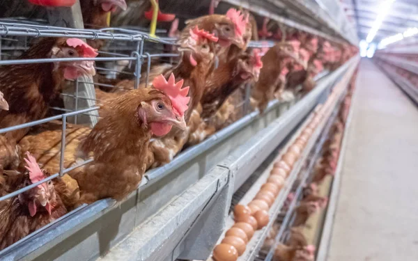 Vrstvy Kuřata Víceúrovňové Výrobní Linky Dopravníku Výrobní Lince Kuřecích Vajec — Stock fotografie
