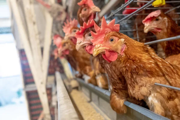 Laag Kippen Met Multilevel Productielijn Transportband Productielijn Van Kippeneieren Van — Stockfoto