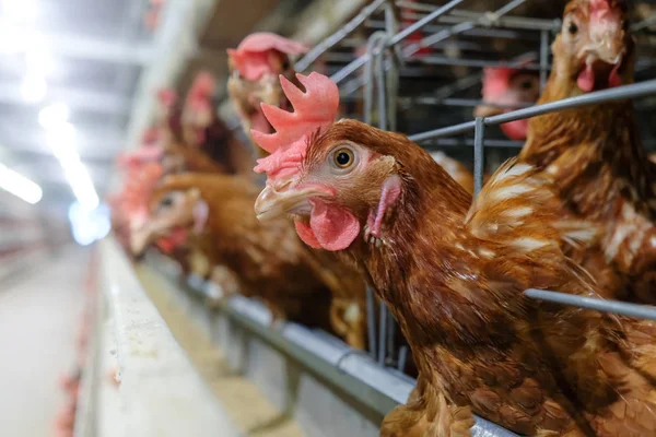 Layer Chickens with Multilevel production line conveyor production line of chicken eggs of a poultry farm, Layer Farm housing, Agriculture technological equipment factory. Limited depth of field.