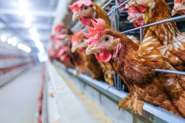 Tavuk Çok Düzeyli Üretim Hattı Konveyör Üretim Hattı Ile Tavuk — Stok fotoğraf