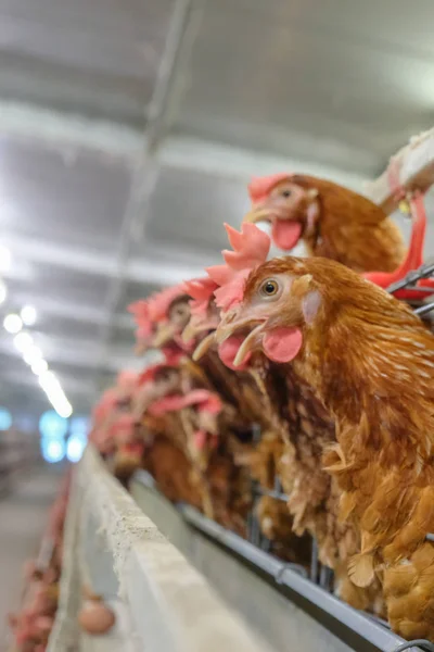 Στρώμα Κοτόπουλα Πολυεπίπεδη Γραμμή Παραγωγής Γραμμή Παραγωγής Μεταφορικών Αυγά Κότας — Φωτογραφία Αρχείου