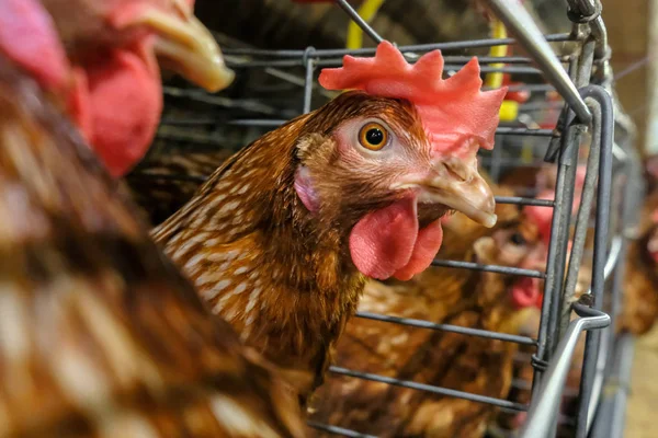 Tavuk çok düzeyli üretim hattı konveyör üretim hattı ile tavuk yumurtası tavuk çiftliği, katman çiftlik konut, tarım teknolojik ekipman fabrika katman. Sınırlı alan derinliği.