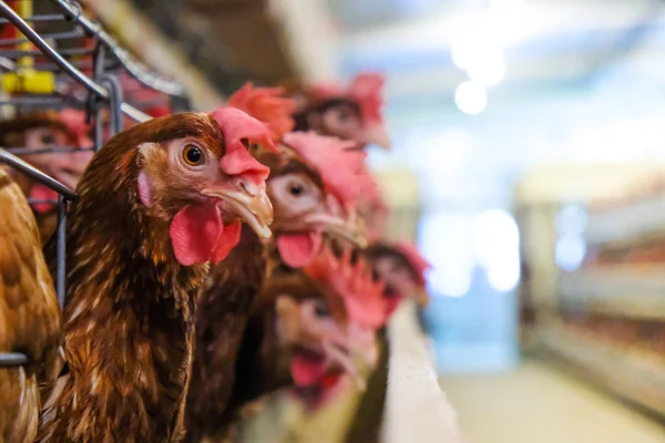 Στρώμα Κοτόπουλα Πολυεπίπεδη Γραμμή Παραγωγής Γραμμή Παραγωγής Μεταφορικών Αυγά Κότας — Φωτογραφία Αρχείου