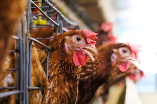 Pollos Capa Con Línea Producción Multinivel Línea Producción Transportadora Huevos — Foto de Stock