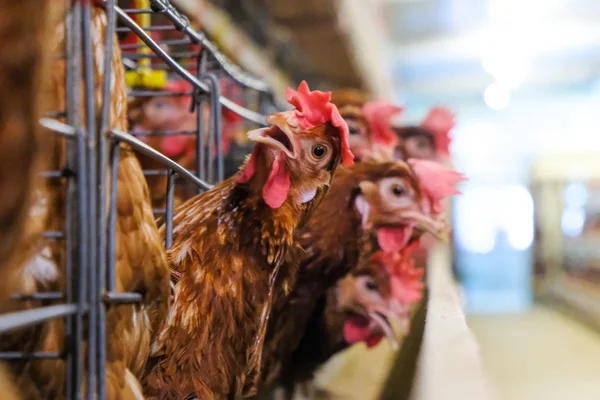 Pollos Capa Con Línea Producción Multinivel Línea Producción Transportadora Huevos — Foto de Stock