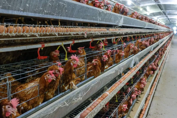 Layer Chickens with Multilevel production line conveyor production line of chicken eggs of a poultry farm, Layer Farm housing, Agriculture technological equipment factory. Limited depth of field.