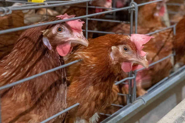 Layer Chickens Dengan Lini Produksi Multilevel Menghasilkan Telur Ayam Dari — Stok Foto